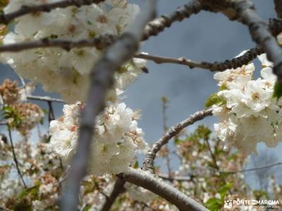 Cerezos flor_Valle del Jerte;nieve sierra de madrid rutas de senderismo cerca de madrid rutas para a